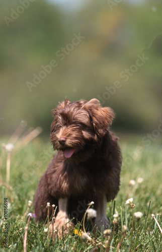 Filepetit Chien Lionjpg Wikimedia Commons