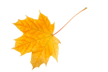 Wall Mural - leaf