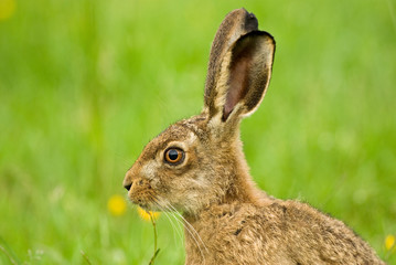 brown hare portrait