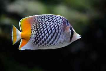 Wall Mural - Fish-butterfly with a yellow tail in aquarium