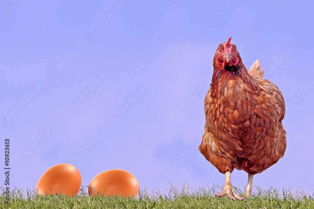 Huhn Frisst Eier