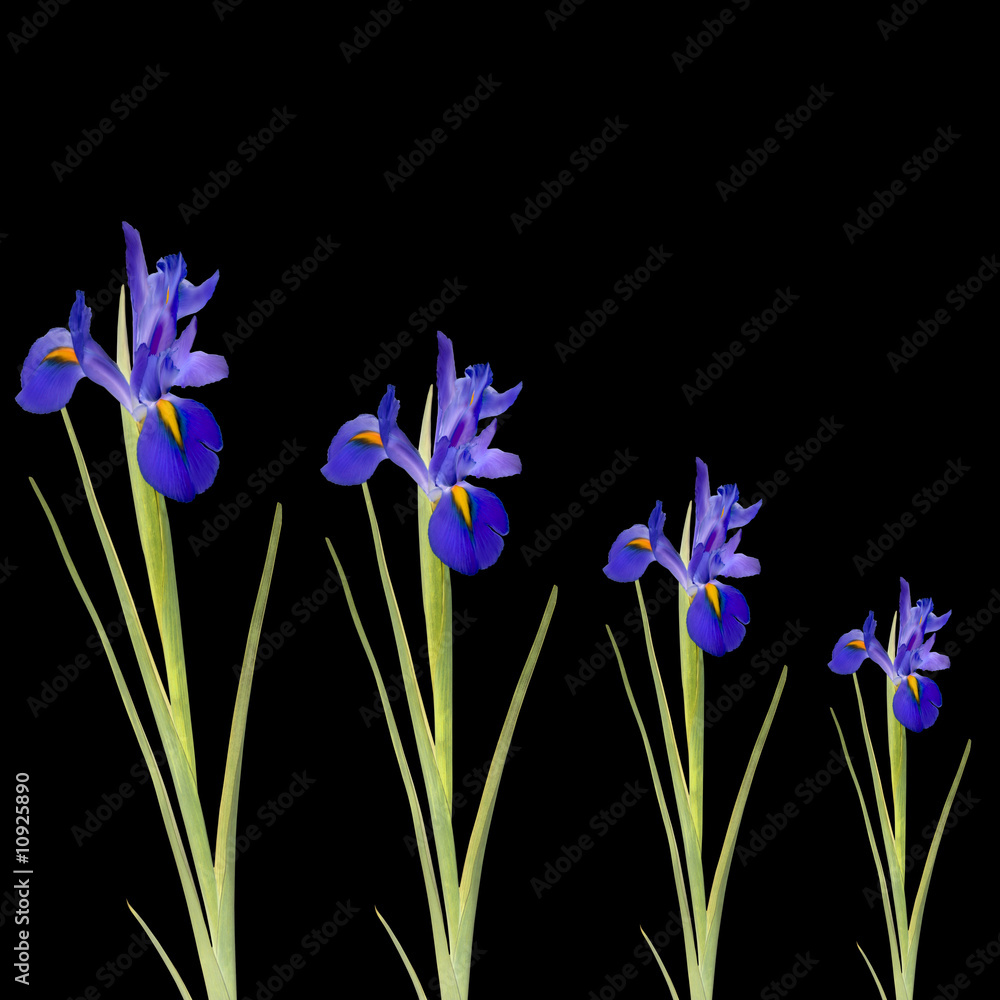 Blue Iris Flowers - obrazy, fototapety, plakaty 