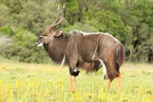 Nyala Antelope Buck