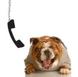 bulldog laughing hysterically with phone dangling beside ear