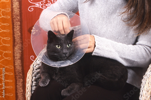Pose D Une Collerette Sur Un Chat De Gouttiere Acheter Cette Photo Libre De Droit Et Decouvrir Des Images Similaires Sur Adobe Stock Adobe Stock Pose D Une Collerette Sur Un Chat De Gouttiere Acheter Cette Photo Libre De Droit Et Decouvrir Des Images Similaires Sur Adobe Stock Adobe Stock