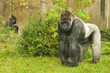 Silverback gorilla watching his territory