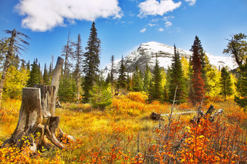 Wall Mural - Brilliant colors of autumn