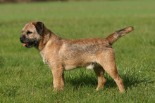 Border Terrier De Profil En Position Standard