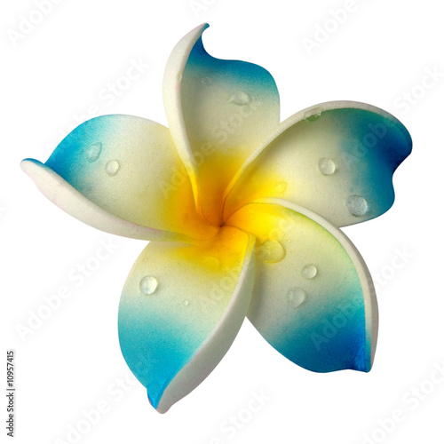 frangipani-niebieski-kwiat-na-bialym-tle