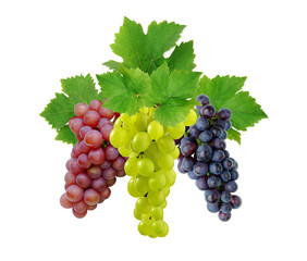 Wall Mural - Three various grapes