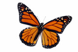 Fototapeta Miasto - Isolated Monarch Butterfly