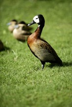 White Faced Whistling Duck From Madagascar