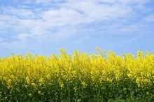 Yellow Oilseed Rape And The Blue Sky