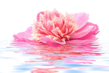 Fotomurales - pink peony flower floating in water isolated