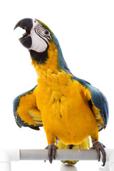 Poster - Blue-and-yellow Macaw