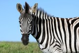 Fototapeta Konie - Zebra Portrait
