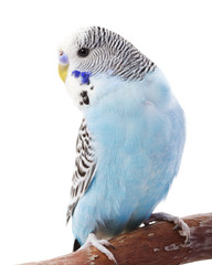 Wall Mural - Budgerigar