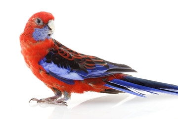 Canvas Print - Crimson Rosella