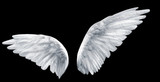 Fototapeta Zwierzęta - angel wings