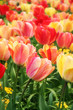 Spring tulips close-up