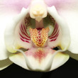Orchidee_Close-up