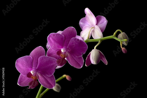 Tapeta ścienna Gałązka różowych orchidei na czarnym tle
