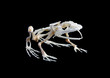 Isolated true rana frog skeleton on black background