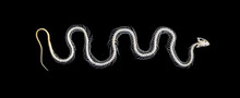 Isolated Grass Snake (Natrix) Skeleton On A Black Background