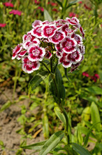 Blumen, Bartnelke