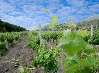 Wall Mural - vineyard