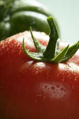 Two color tomatoes, green and red variety