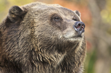 grizzly