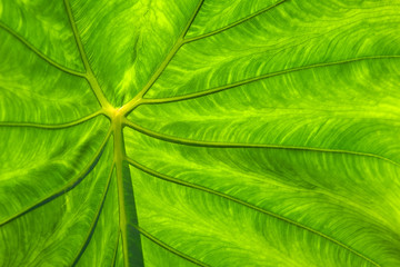 Green leaf