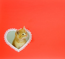 Kitten Valentine With Copy Space