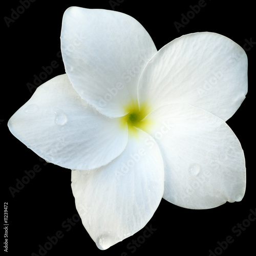 Fleur Blanche De Frangipinier Sur Fond Noir Buy This Stock