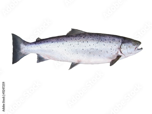 Fotografía salmon on white background