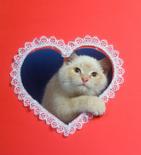 White Valentine Kitten With Copy Space