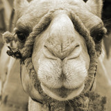 160_f_11274484_r048l1zjucodwgk2rv9uf13yhtxwuxsb