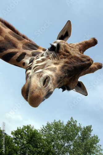 Tapeta ścienna Giraffa