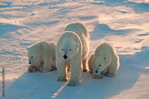 Fotografía Polar bears in Canadian Arctic