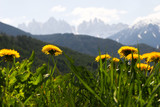 Fototapeta Krajobraz - Frühling in den Alpen