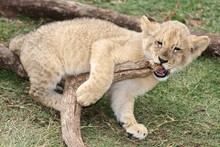 Playful Lion Cub