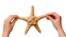 Girl's Hands Holding Starfish Isolated On White Background