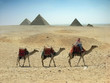 canvas print picture camels caravan in desert near pyramid in the Egypt,Cairo,Giza