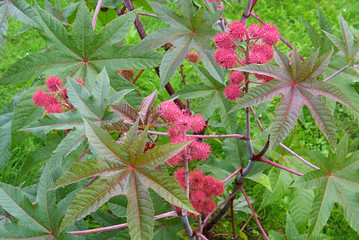 Sticker - Wunderbaum - castor oil plant 14