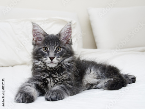 Maine Coon Cat Buy This Stock Photo And Explore Similar Images