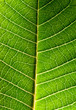 © SJ Travel Footage - Close-up of green leaf