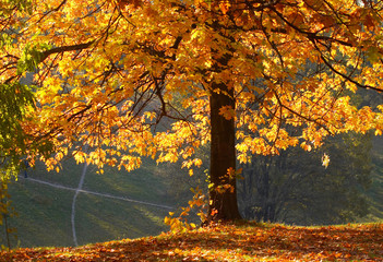 Wall Mural - Autumn in the park