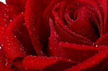 Macro Image Of Dark Red Rose With Water Droplets.