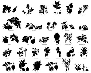 Wall Mural - plants silhouettes